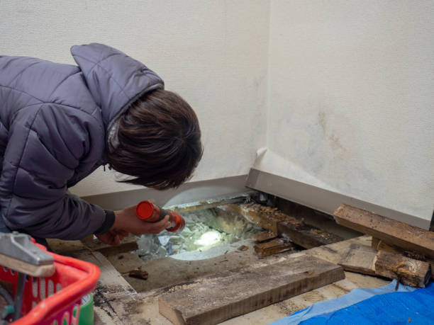 Best Post-Construction Mold Inspection  in Dacula, GA