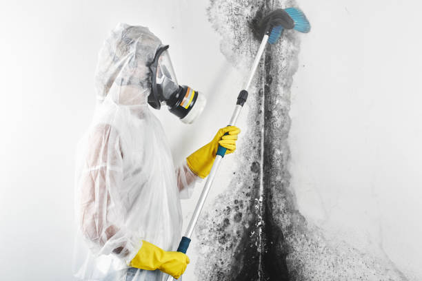 Best Industrial Mold Remediation  in Dacula, GA